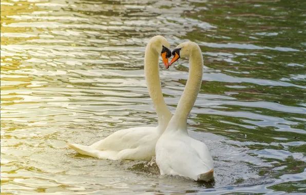 Love, pond, pair, Swans