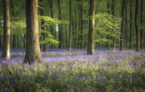 Picture greens, forest, trees, flowers, branch, glade, England, spring