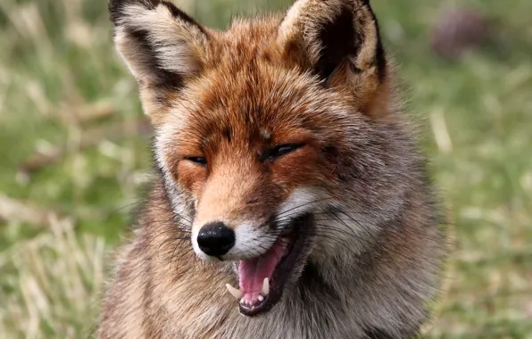 Smile, mood, Fox, red