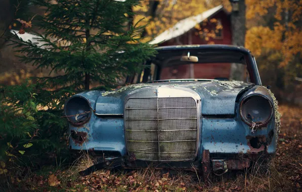 House, autumn, abandoned, pine, woodland, Mercedes W110