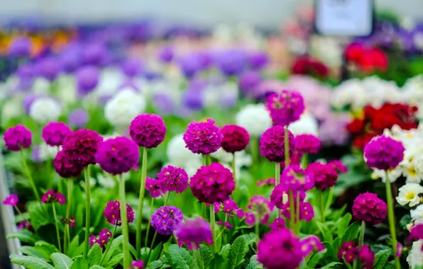 Picture field, nature, garden, meadow, flowerbed