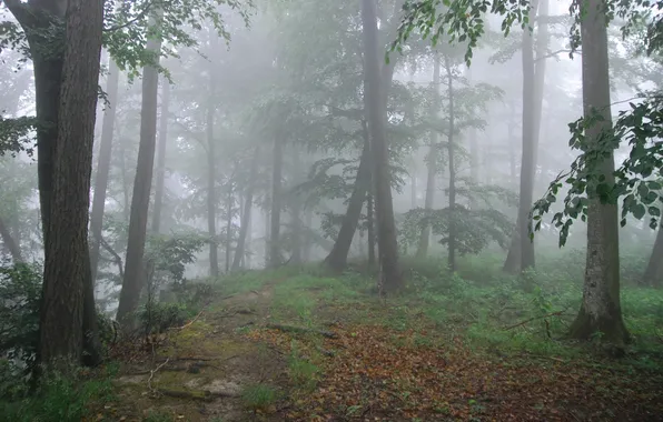 Forest, trees, nature, fog, Michael Eyl