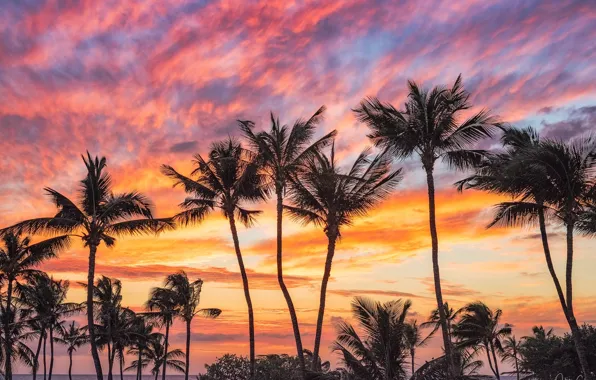 Sunset, palm trees, the ocean, Hawaii, Pacific Ocean, Hawaii, The Pacific ocean, Puako