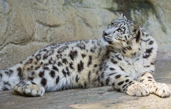 Picture cat, look, stones, IRBIS, snow leopard, ©Tambako The Jaguar