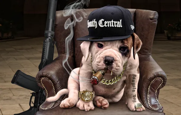 Picture each, dog, gangster