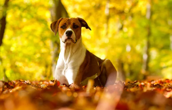 Autumn, nature, dog