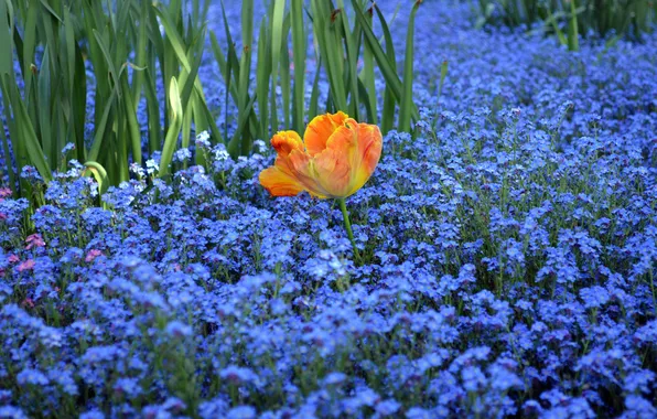 Flower, light, flowers, orange, glade, Tulip, spring, garden