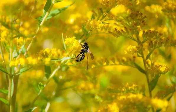 Flower, OSA, August, goldenrod