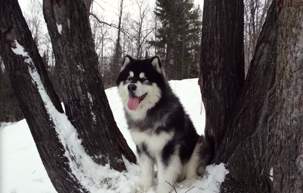 Picture Malamute, Alaskan Malamute, Yakut, sled dogs, Snow Carrousel Jackpot