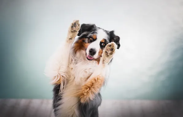 Picture dog, paws, bokeh, Australian shepherd, Aussie