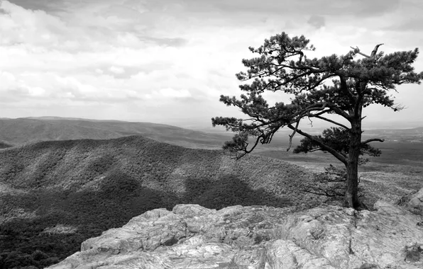 Picture mountains, tree, height, black and white