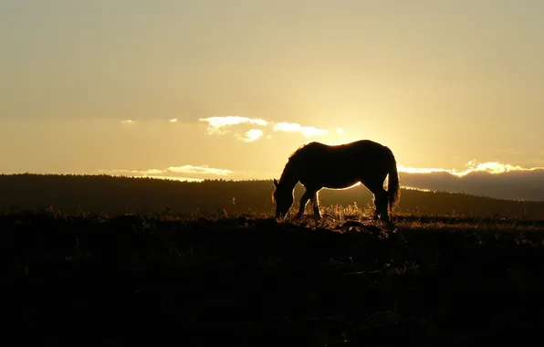 Picture HORSE, FOREST, HILLS, GRASS, HORSE, HORIZON, The SKY, SUNSET