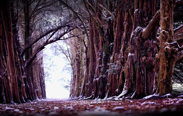 Winter, trees, nature, old, alley