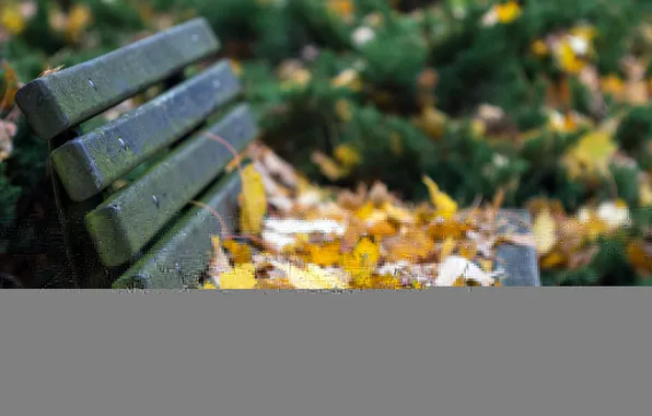 Autumn, leaves, bench