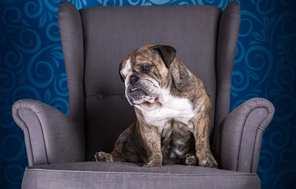 Look, each, dog