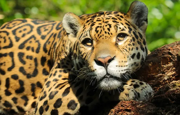 Picture look, face, Jaguar