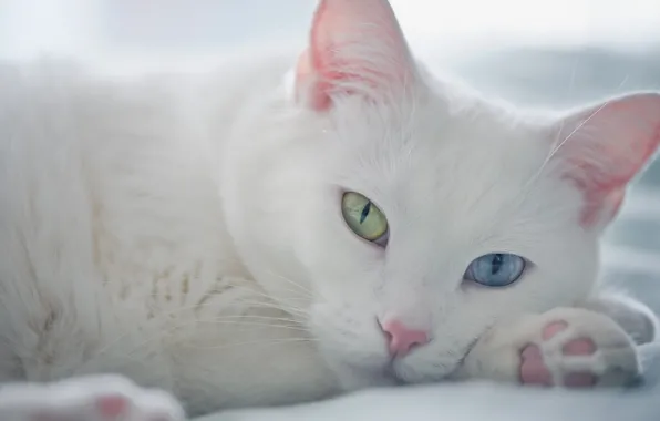 Picture look, muzzle, different eyes, white cat