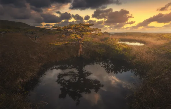 Lake, reflection, tree