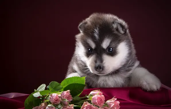 Black and white, roses, puppy, fabric, husky, spotted