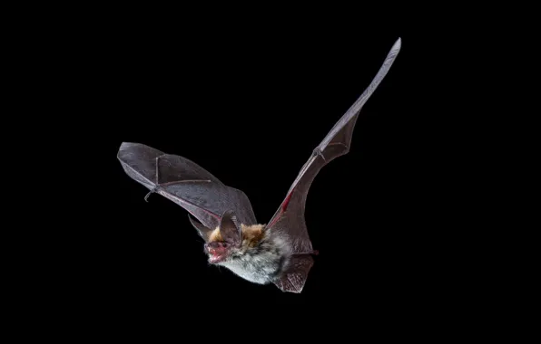 Bat, black background, José Gabriel Martínez Fonseca Follow