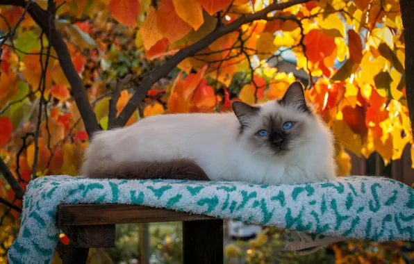 Picture cat, cat, look, leaves, light, trees, branches, nature