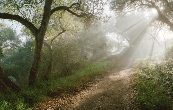 Forest, the sun, rays, path