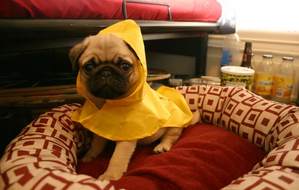 Picture yellow, pug, puppy