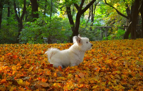 Autumn, leaves, Nature, falling leaves, dog, nature, yellow, dog
