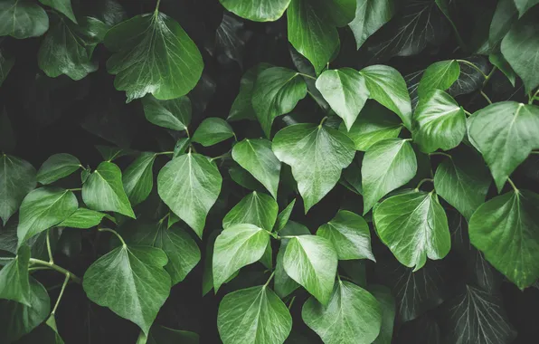 Green, pattern, leaves, plant