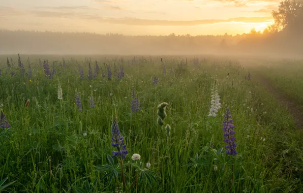 Wallpaper flowers, morning, lupins, light, fog, path, haze, field