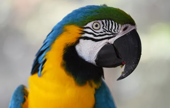 Picture look, background, bird, portrait, parrot, Ara, bright plumage, blue-yellow
