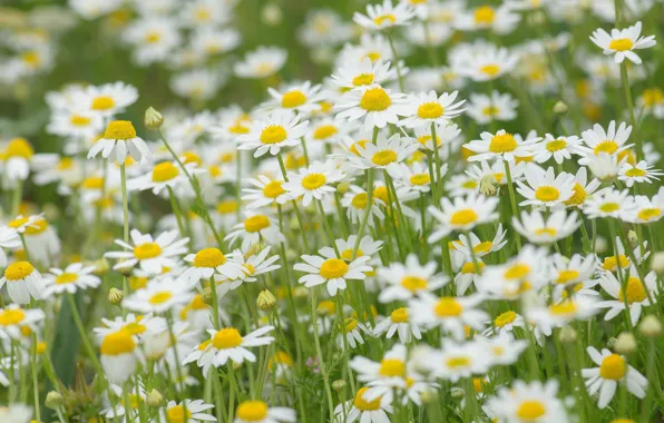 Picture field, nature, chamomile, meadow
