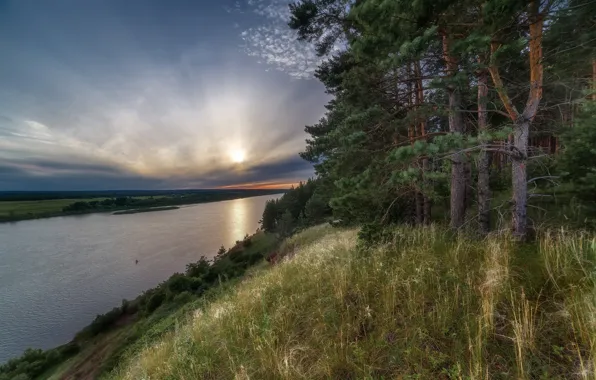 Picture forest, grass, the sun, trees, landscape, nature, river, shore