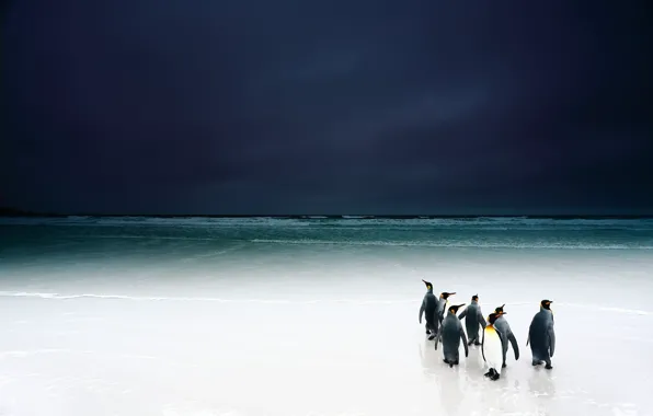 Picture beach, the sky, birds, the ocean, penguins