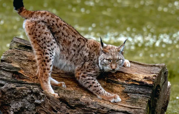 Look, face, pose, glade, stump, paws, log, wild cat