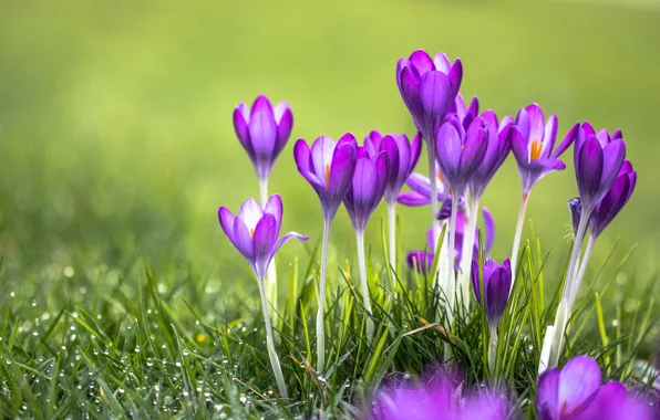 Grass, flowers, Rosa, purple, crocuses