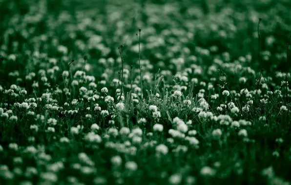 Greens, summer, grass, plants, clover
