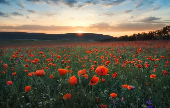 The sun, clouds, sunset, flowers, mountains, Maki, red, poppy field