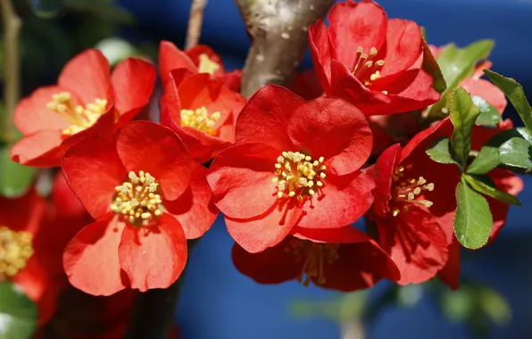 The sun, flowers, spring, shrub, quince