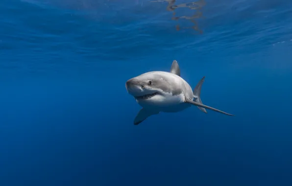 Wallpaper sea, nature, shark images for desktop, section животные ...