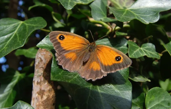 Leaves, microsemi, wings, Butterfly, insect, beautiful, closeup