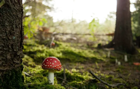 Forest, trees, mushrooms, moss, mushroom