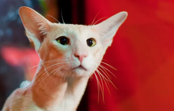 Cat, eyes, background