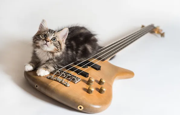 Picture eyes, look, guitar, kitty, Kote