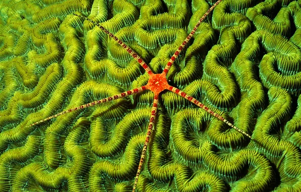 Sea, rays, star, corals, tentacles