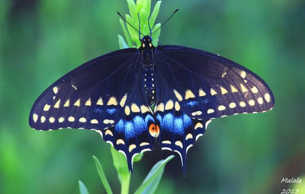 Macro, nature, pattern, butterfly, wings