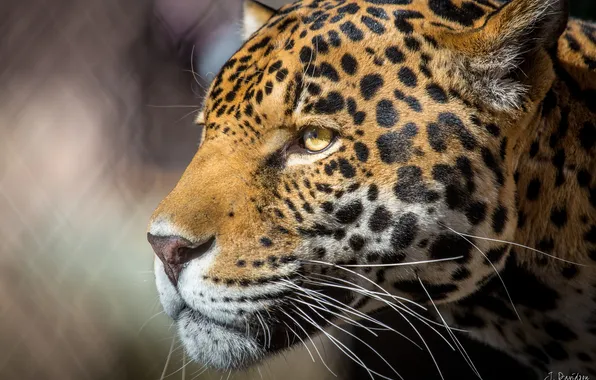 Face, Jaguar, profile, large predatory cat