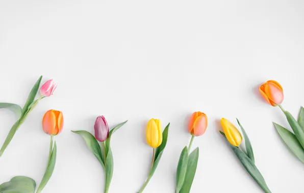 Flowers, colorful, tulips, fresh, wood, flowers, beautiful, tulips