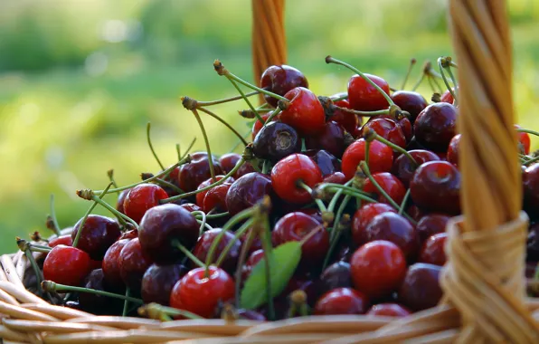Summer, nature, cherry, green, berries, background, mood, basket