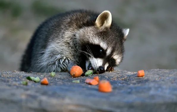 Face, pose, background, food, raccoon, vegetables, food, meal